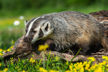 North American Badger (Taxidea taxus) Walks Down Log Summer