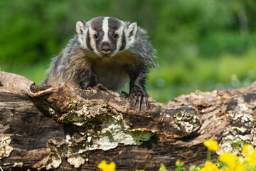 North American Badger (Taxidea taxus) Stares Out From Atop Log Summer