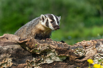 North American Badger (Taxidea taxus) Peers Out Over Log Summer