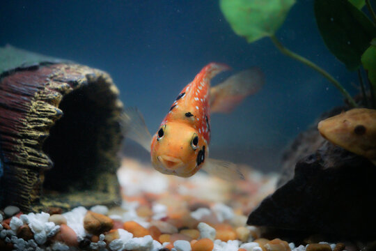 Parrotfish flowerhorn in an aquarium 