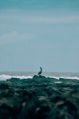 A pelican perched on rocks by the ocean at Los Tuneles, Isla Isabela, Galapagos, Ecuador.