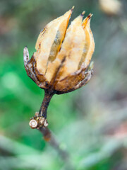 bud of a plant