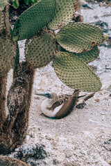 Blue footed booby nesting under Opuntia Cactus, Galapagos, Isla Isabela