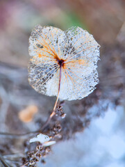 autumn leaves on the tree