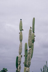 Darwin's Finches on Opuntia Cactus in San Cristobal, Galapagos