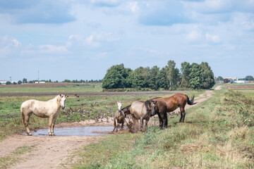 Obraz na płótnie Canvas Horses drink water from a puddle in the field.