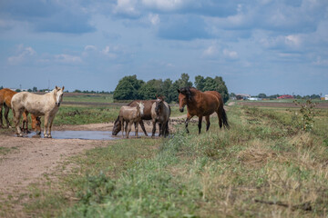 Naklejka na ściany i meble Horses drink water from a puddle in the field.