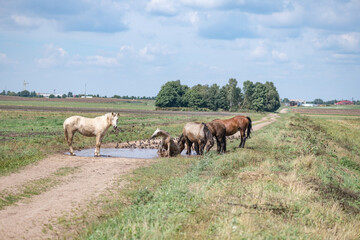 Fototapeta na wymiar Horses drink water from a puddle in the field.