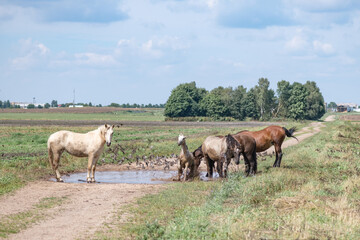 Horses drink water from a puddle in the field.