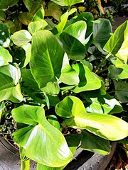 Flower leaves grow in the city park