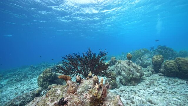 Seascape with various fish, Black Sea Rod coral, and sponge in the coral reef of the Caribbean Sea, Curacao