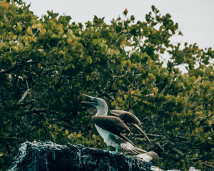 Blue Footed booby on a rock - Isla Isabela
