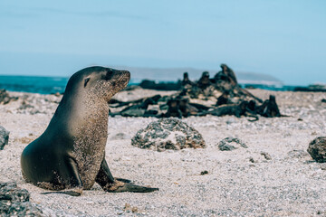 Sea lion pup on a beach on Isla Isabela, Galapagos 