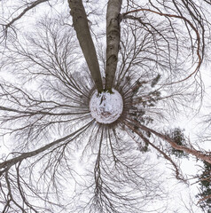 360 degrees panorama "little planet" in the winter beech and oak forest