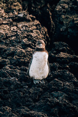 Galapagos penguins on Isla Isabela, galapagos