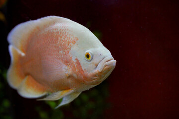 Oscar fish in an aquarium cichlid white