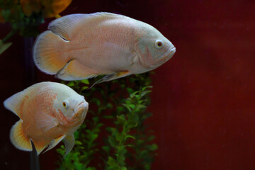 Oscar fish in an aquarium cichlid white 