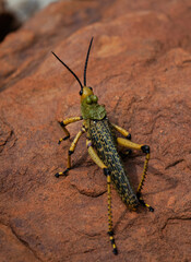Green milkweed locust (Phymateus leprosus), private garden, Fochville, North West.