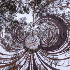 360 degrees panorama "little planet" in the winter birch and pine forest