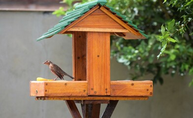 casa de passarinho e sabiá