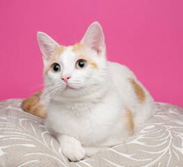 Fototapeta na wymiar White ginger cat on a pillow against pink background
