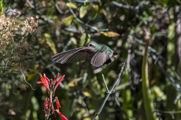 Broad-Billed Hummingbird (Cynanthus latirostris)  Feeding on Scarlet Sage (Salvia coccinea)