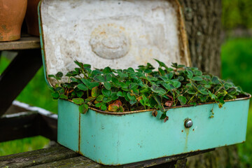 Plants in green old metal box
