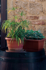 potted plants stand on a wooden barrel outdoor