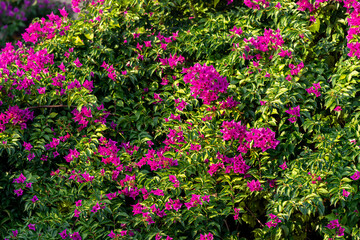 bush of blooming bindweed mandevilla with pink flowers