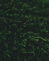 green moss on the rock