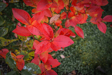 Red autumn leaves on berry bush