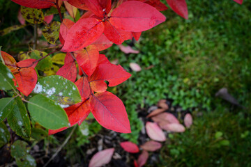 Red autumn leaves on berry bush