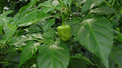 Close up of a Naga Morich pod with few leaves