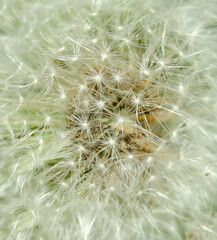 white dandelion bats