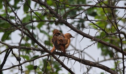 joão-de-barro na chuva