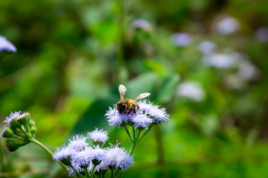Abaja mielera, polinizando flor silvestre