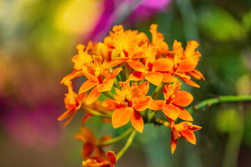 Close up shot of orchid blossom with wet Atmosphere