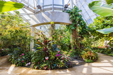 Interior view of the green house with many orchid blossom