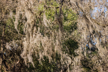 Fototapeta na wymiar Close up shot of many Usnea Tincture hanging on the Oak Tree