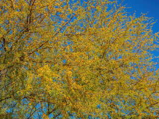 Close up shot of Acacia tree blossom