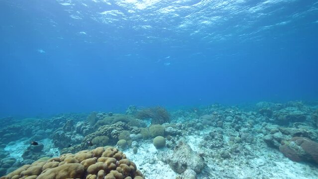Seascape with various fish, Lobed Star coral, and sponge in the coral reef of the Caribbean Sea, Curacao