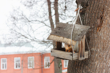 A squirrel in a handmade bird house stick it's head out to the camera