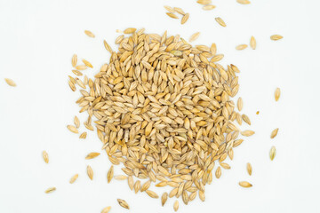 Barley seeds on a monochrome background