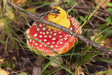 Amanita muscaria in autumn forest close up. Bright red Fly agaric wild mushroom in fall nature in green grass

