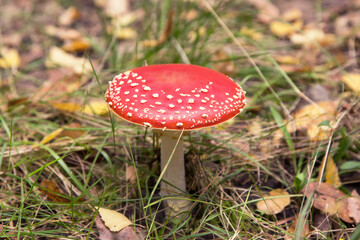 Amanita muscaria in autumn forest close up. Bright red Fly agaric wild mushroom in green grass and fall yellow leaves