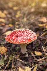 Amanita muscaria mushroom in autumn forest in sunlight. Bright red Fly agaric wild mushroom in fall dry leaves