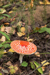 Amanita muscaria mushroom in autumn forest in sunlight. Bright red orange Fly agaric wild mushroom in fall dry leaves