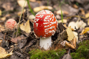 Little young Fly agaric mushroom in fall nature with green moss and dry yellow leaves. Amanita muscaria in autumn forest, macro