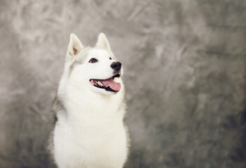 Siberian husky dogs of gray and white colors on a gray background