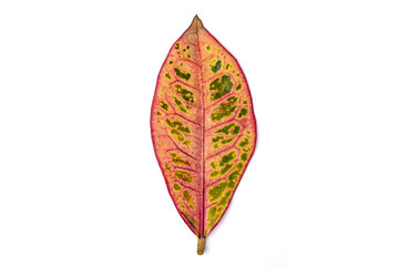 leaf from indoor croton flower on white background © Olga